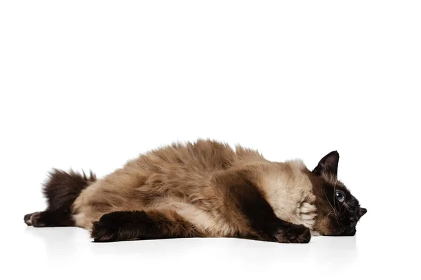 Estúdio tiro de gato tailandês bonito com olhos azuis tocando isolado no fundo do estúdio branco. Conceito de vida animal — Fotografia de Stock