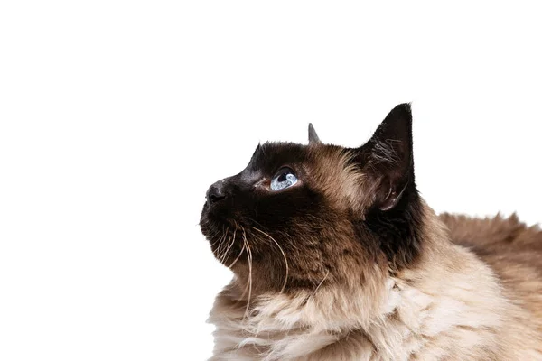 Gros plan portrait d'un beau chat thaï aux yeux bleus isolé sur fond de studio blanc. Concept de vie animale — Photo