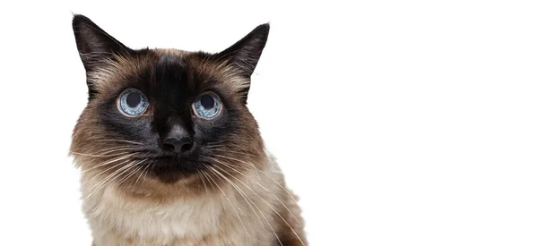 Close-up portret van prachtige Thaise kat met blauwe ogen geïsoleerd op witte studioachtergrond. Begrip "dierlijk leven" — Stockfoto