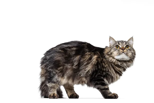 Retrato de belo gato siberiano gracioso sentado no chão isolado no fundo do estúdio branco. Conceito de vida animal — Fotografia de Stock