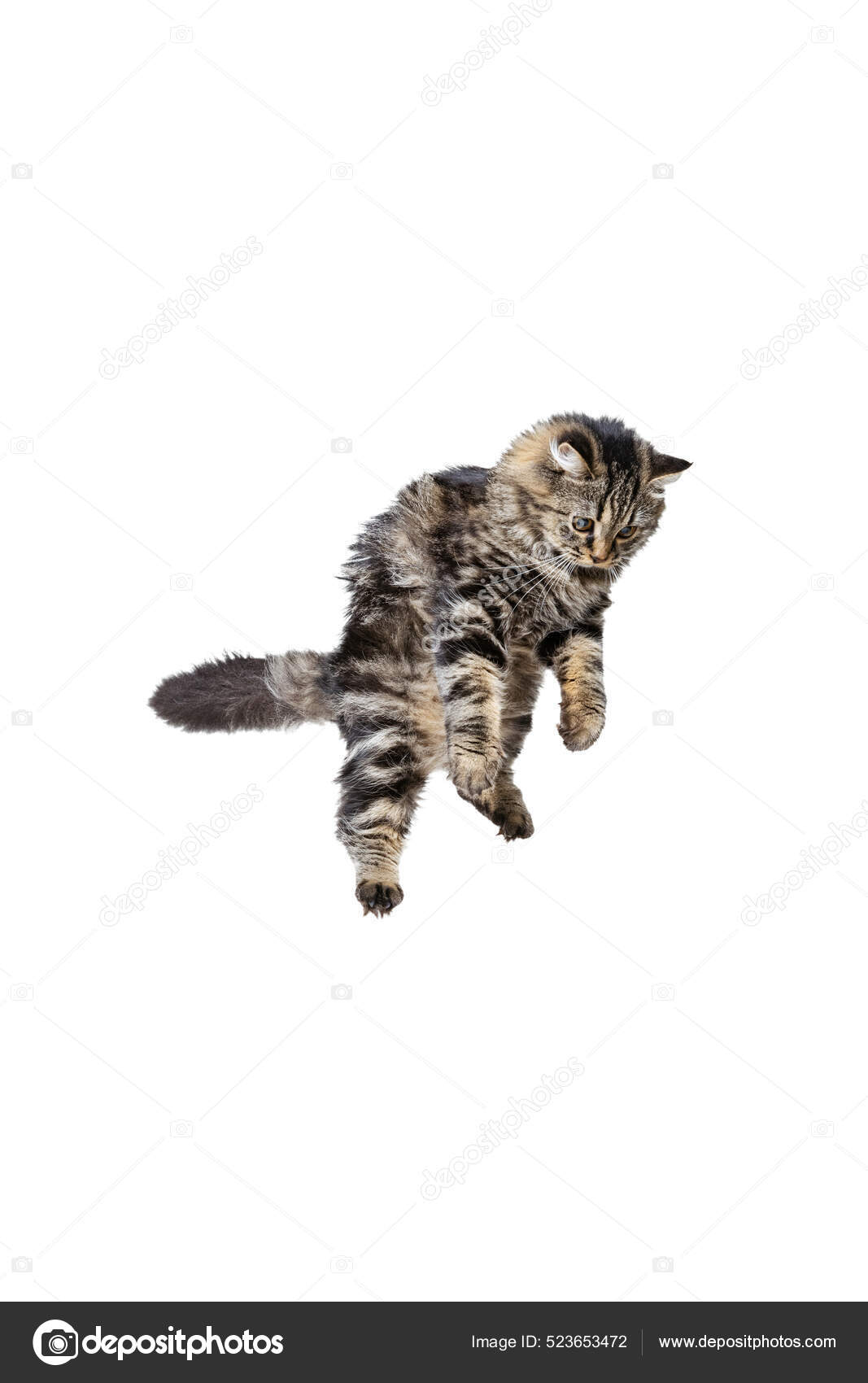 Cat Jumping For Joy