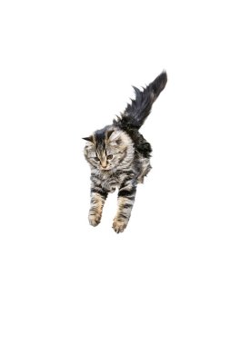 Portrait of beautiful playful Siberian Cat jumping, flying isolated on white studio background. Animal life concept clipart