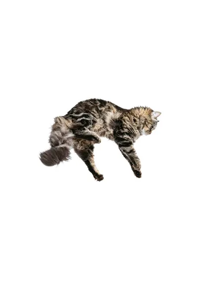 Retrato de hermoso salto de gato siberiano juguetón, volando aislado sobre fondo blanco del estudio. Concepto de vida animal —  Fotos de Stock