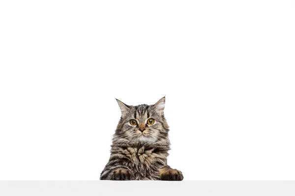 Halve lengte portret van prachtige Siberische kat poseren geïsoleerd op witte studio achtergrond. Begrip "dierlijk leven" — Stockfoto