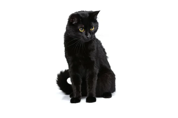 Ritratto di un grazioso gatto di razza nera seduto sul pavimento isolato su uno sfondo bianco. Concetto vita animale — Foto Stock