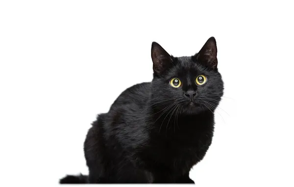 Portrait of beautiful graceful black purebred cat sitting on floor isolated on white studio background. Animal life concept — Stock Photo, Image