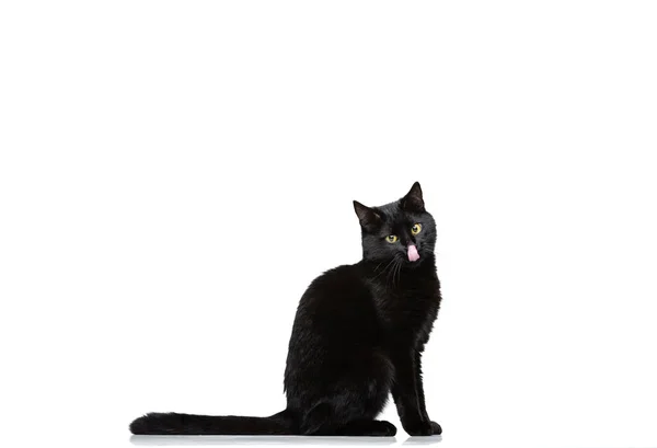 Portrait of beautiful graceful black purebred cat sitting on floor isolated on white studio background. Animal life concept — Stock Photo, Image