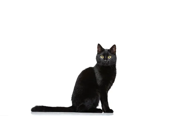 Portrait of beautiful graceful black purebred cat sitting on floor isolated on white studio background. Animal life concept — Stock Photo, Image