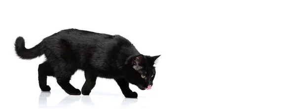 Retrato de hermoso elegante gato de raza pura negro va a comer aislado sobre fondo de estudio blanco. Concepto de vida animal —  Fotos de Stock