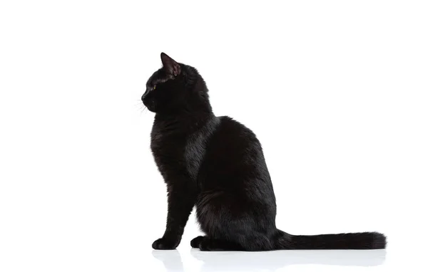 하얀 스튜디오 배경에 고립된 바닥에 앉아 있는 아름다운 검정 색순 이 고양이의 모습이다. 동물의 생명 개념 — 스톡 사진