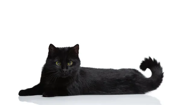 Portrait of beautiful graceful black purebred cat lying on floor isolated on white studio background. Animal life concept — Stock Photo, Image