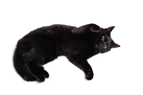 Portrait of beautiful graceful black purebred cat lying on floor and playing isolated on white studio background. Animal life concept — Stock Photo, Image