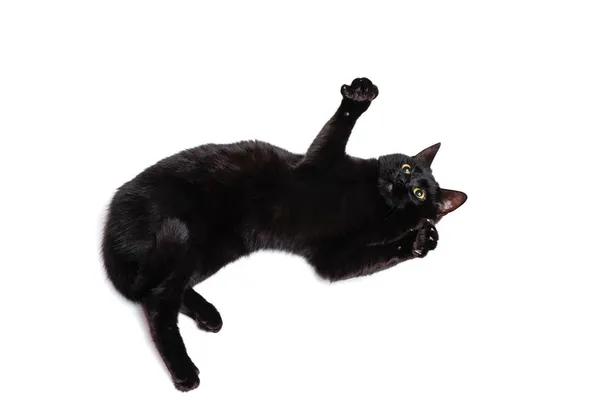 Portret van prachtige sierlijke zwarte rasechte kat liggend op de vloer en spelen geïsoleerd op witte studio achtergrond. Begrip "dierlijk leven" — Stockfoto