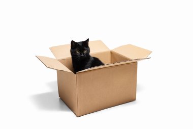Beyaz stüdyo arka planında izole edilmiş, karton kutuda oturan muhteşem bir siyah safkan kedi. Hayvan yaşam konsepti