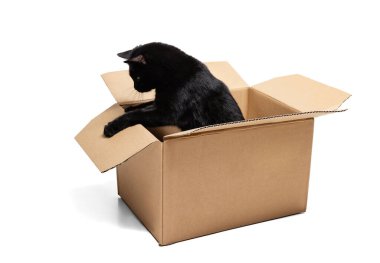 Beyaz stüdyo arka planında izole edilmiş, karton kutuda oturan muhteşem bir siyah safkan kedi. Hayvan yaşam konsepti