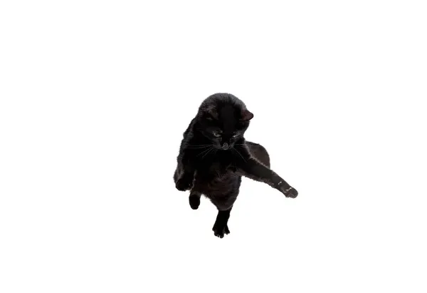 Portrait von schönen verspielten Rasse Katze springen, fliegen isoliert auf weißem Studiohintergrund. Tierschutzkonzept — Stockfoto