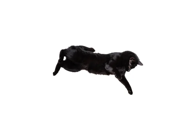 Retrato de hermosa raza juguetona gato saltando, volando aislado sobre fondo blanco estudio. Concepto de vida animal — Foto de Stock