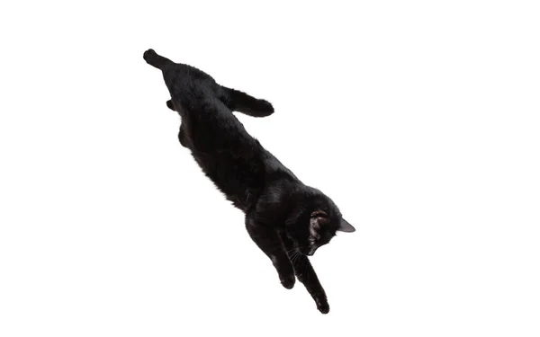 Potret indah ras kucing yang lucu melompat, terbang terisolasi di latar belakang studio putih. Konsep kehidupan hewan — Stok Foto