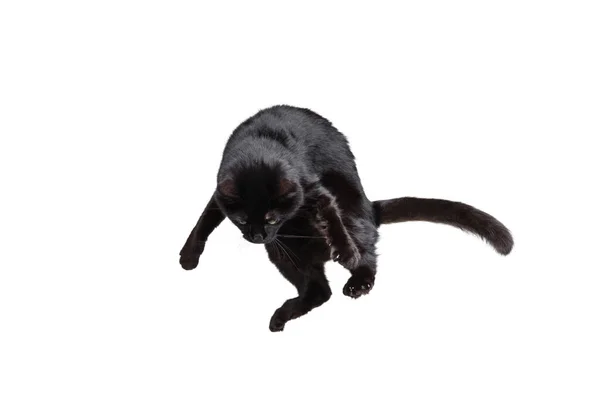 Retrato de bela raça brincalhão gato saltando, voando isolado no fundo estúdio branco. Conceito de vida animal — Fotografia de Stock