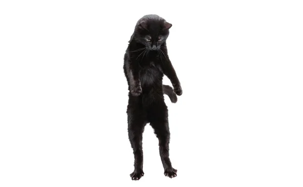 Porträt einer schönen anmutigen schwarzen reinrassigen Katze, die auf zwei Pfoten isoliert auf weißem Studiohintergrund steht. Tierschutzkonzept — Stockfoto