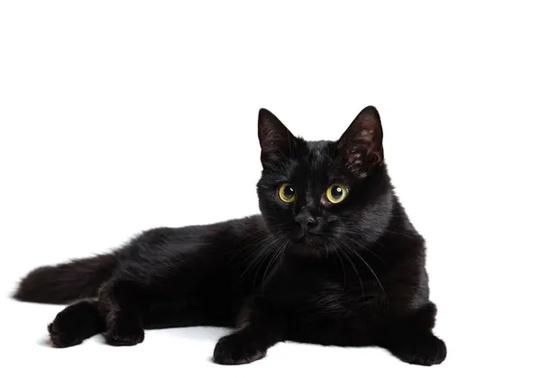 One beautiful black purebred cat with green eyes lying on floor isolated on white studio background. Animal life concept — Stock Photo, Image