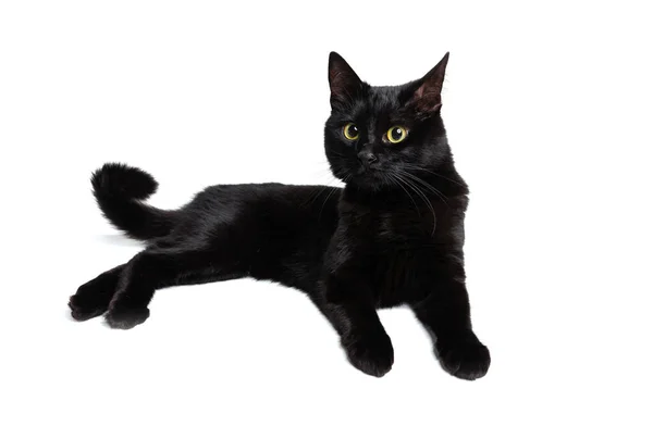 One beautiful black purebred cat with green eyes lying on floor isolated on white studio background. Animal life concept — Stock Photo, Image