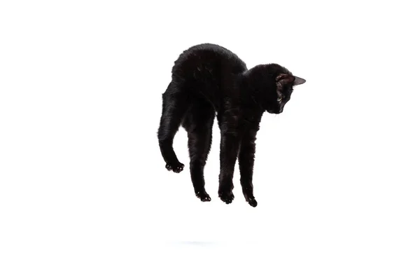 Ritratto di bellissimo gatto di razza giocoso che salta, volando isolato su sfondo bianco da studio. Concetto vita animale — Foto Stock