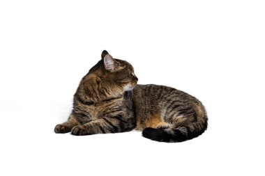 Beyaz arka planda izole edilmiş saf kedi pozu veren güzel bir evcil hayvanın stüdyo fotoğrafı. Hayvan yaşam konsepti