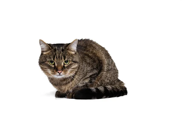 Estúdio tiro de belo animal de estimação bonito, gato de raça pura posando isolado no fundo branco. Conceito de vida animal — Fotografia de Stock