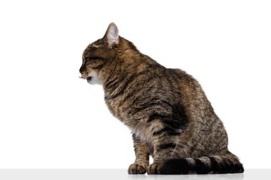 Beyaz stüdyo arka planında izole bir şekilde yerde oturan zarif, safkan kedinin profil görüntüsü. Hayvan yaşam konsepti