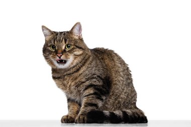 Beyaz stüdyo arka planında, yerde izole bir şekilde oturan tüylü, sevimli, safkan kedinin yakın plan görüntüsü. Hayvan yaşam konsepti