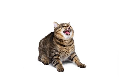 Beyaz stüdyo arka planında izole bir şekilde bağıran güzel gri-kahverengi tüylü safkan kedinin portresi. Hayvan yaşam konsepti