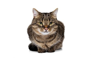 Beyaz stüdyo arka planında izole bir şekilde yerde oturan güzel gri-kahverengi safkan kedinin portresi. Hayvan yaşam konsepti