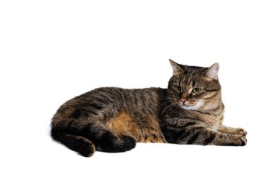 Beyaz arka planda izole edilmiş saf kedi pozu veren güzel bir evcil hayvanın stüdyo fotoğrafı. Hayvan yaşam konsepti