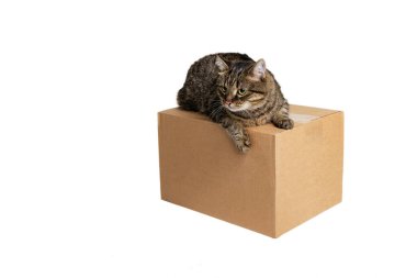 Beyaz stüdyo arka planında karton kutuda oturan muhteşem bir gri-kahverengi safkan kedi. Hayvan yaşam konsepti