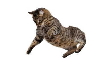 Beyaz stüdyo arka planında izole bir şekilde uçan neşeli kedi atlayışının portresi. Hayvan yaşam konsepti