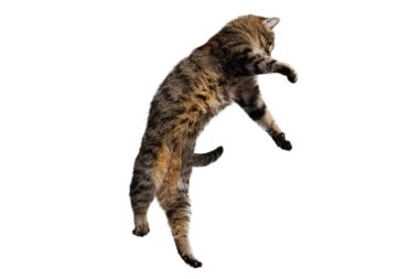 Beyaz stüdyo arka planında izole bir şekilde uçan neşeli kedi atlayışının portresi. Hayvan yaşam konsepti