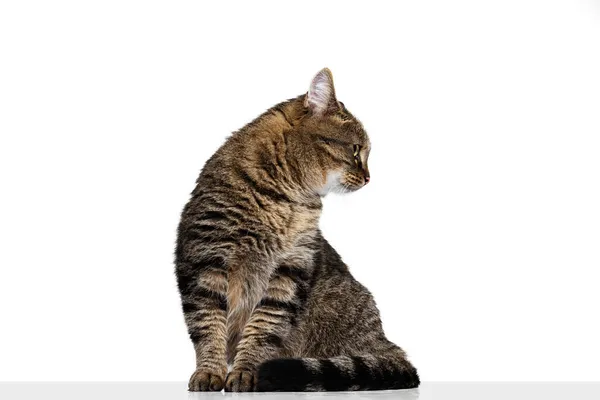 Ritratto di bellissimo gatto di razza grigia-marrone seduto sul pavimento isolato su sfondo bianco da studio. Concetto vita animale — Foto Stock