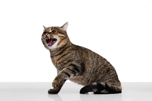 Portrait of beautiful grey-brown fluffy purebred cat shouting isolated on white studio background. Animal life concept — Stock Photo, Image