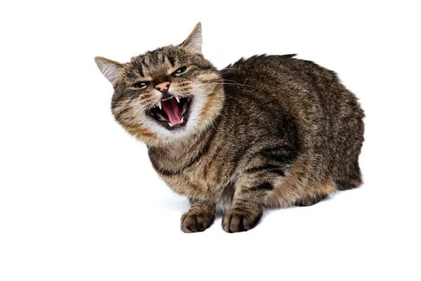 Retrato de un hermoso gato de raza pura mullido gris-marrón gritando aislado sobre fondo blanco del estudio. Concepto de vida animal — Foto de Stock