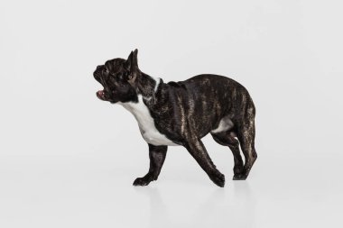 Saf köpek stüdyoları, beyaz stüdyo arka planında izole bir şekilde duran Fransız bulldog. Hayvan, veteriner, bakım konsepti