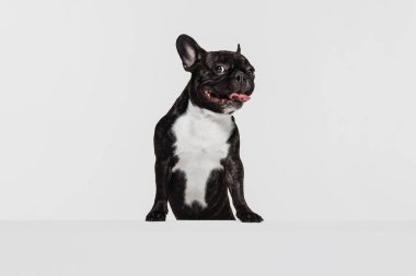 Beyaz stüdyo arka planında izole edilmiş, yarım boyda şirin bir köpek ve Fransız buldogu portresi. Hayvan, veteriner, bakım konsepti