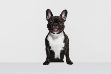 Tatlı safkan köpek, Fransız bulldog oturuyor ve beyaz stüdyo arka planında izole edilmiş kameraya bakıyor. Hayvan, veteriner, bakım konsepti