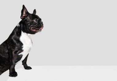 Beyaz stüdyo geçmişine bakan sevimli bir köpecik, Fransız bulldog. Hayvan, veteriner, bakım konsepti