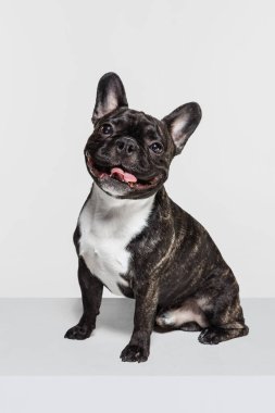 Tatlı safkan köpek, Fransız bulldog oturuyor ve beyaz stüdyo arka planında izole edilmiş kameraya bakıyor. Hayvan, veteriner, bakım konsepti