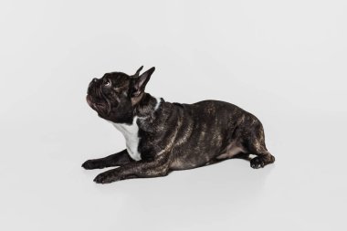 Tatlı safkan köpek, beyaz stüdyo arka planında izole bir şekilde yerde yatan Fransız bulldog. Hayvan, veteriner, bakım konsepti