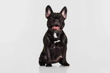 Tatlı safkan köpek, Fransız bulldog oturuyor ve beyaz stüdyo arka planında izole edilmiş kameraya bakıyor. Hayvan, veteriner, bakım konsepti