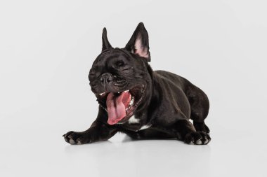 Şirin köpek portresi, beyaz stüdyo arka planında yatan ve esneyen Fransız bulldog. Hayvan, veteriner, bakım konsepti