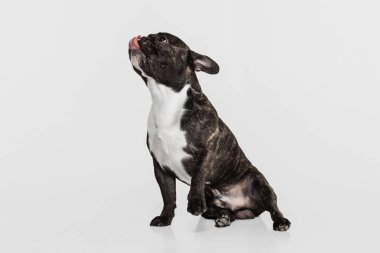 Beyaz stüdyo geçmişine bakan sevimli bir köpecik, Fransız bulldog. Hayvan, veteriner, bakım konsepti