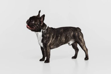Saf köpek stüdyoları, beyaz stüdyo arka planında izole bir şekilde duran Fransız bulldog. Hayvan, veteriner, bakım konsepti